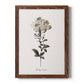 Sketchbook Leadwort - Barnwood Framed Canvas Print