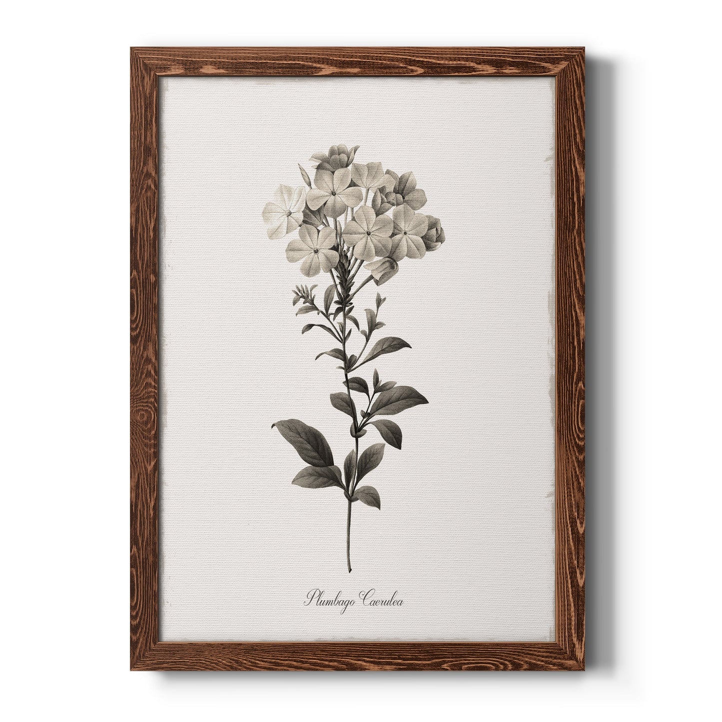 Sketchbook Leadwort - Barnwood Framed Canvas Print