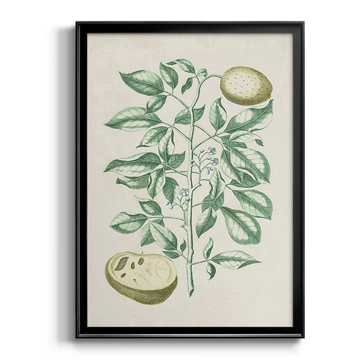 Buchoz Tropicals III - Modern Framed Canvas Print