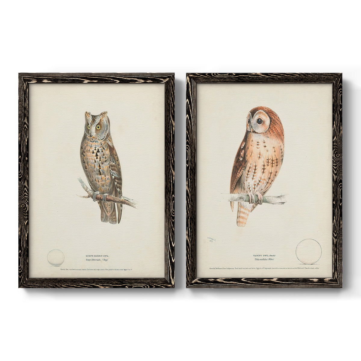 Scops- Eared Owl - Premium Framed Canvas 2 Piece Set - Ready to Hang