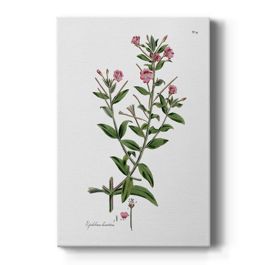 Rose Botanical III - Canvas Art Print