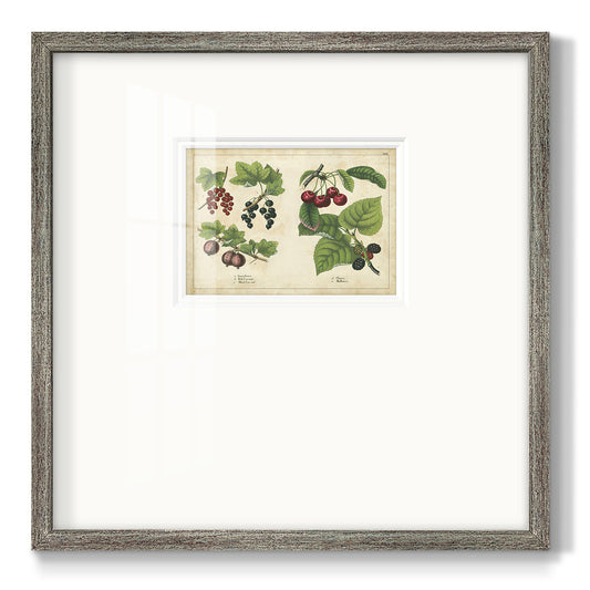 Kitchen Fruits III Premium Framed Print Double Matboard