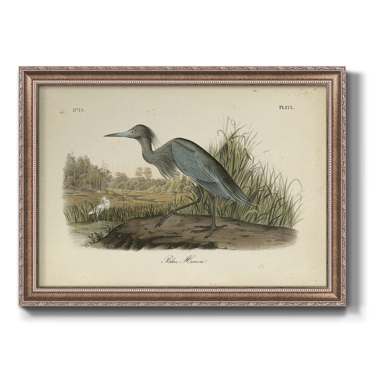 Audubons Blue Heron Premium Framed Canvas- Ready to Hang