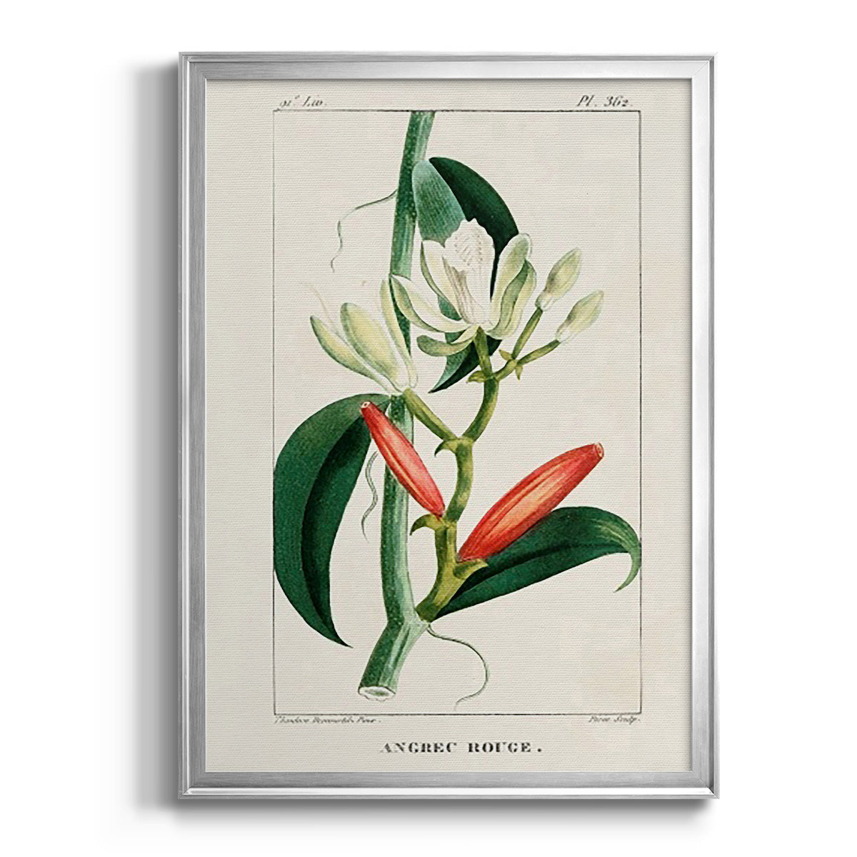 Turpin Tropical Botanicals IX - Modern Framed Canvas Print