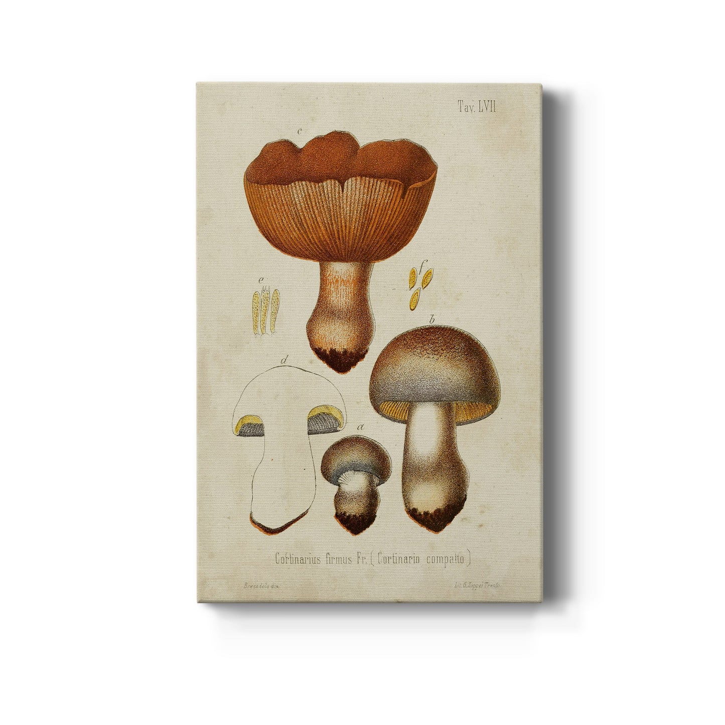 Mushroom Varieties I Premium Gallery Wrapped Canvas - Ready to Hang