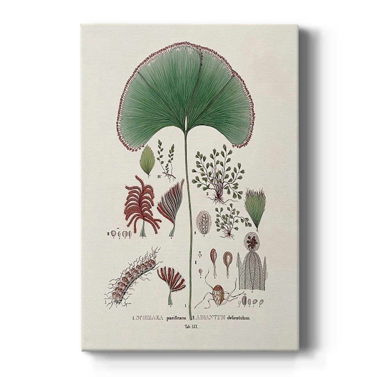 Botanical Society Ferns III - Canvas Art Print