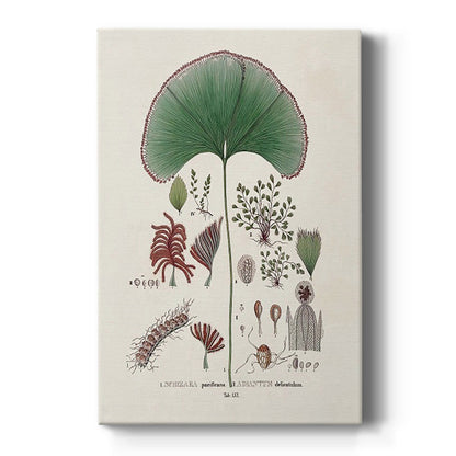 Botanical Society Ferns III - Canvas Art Print