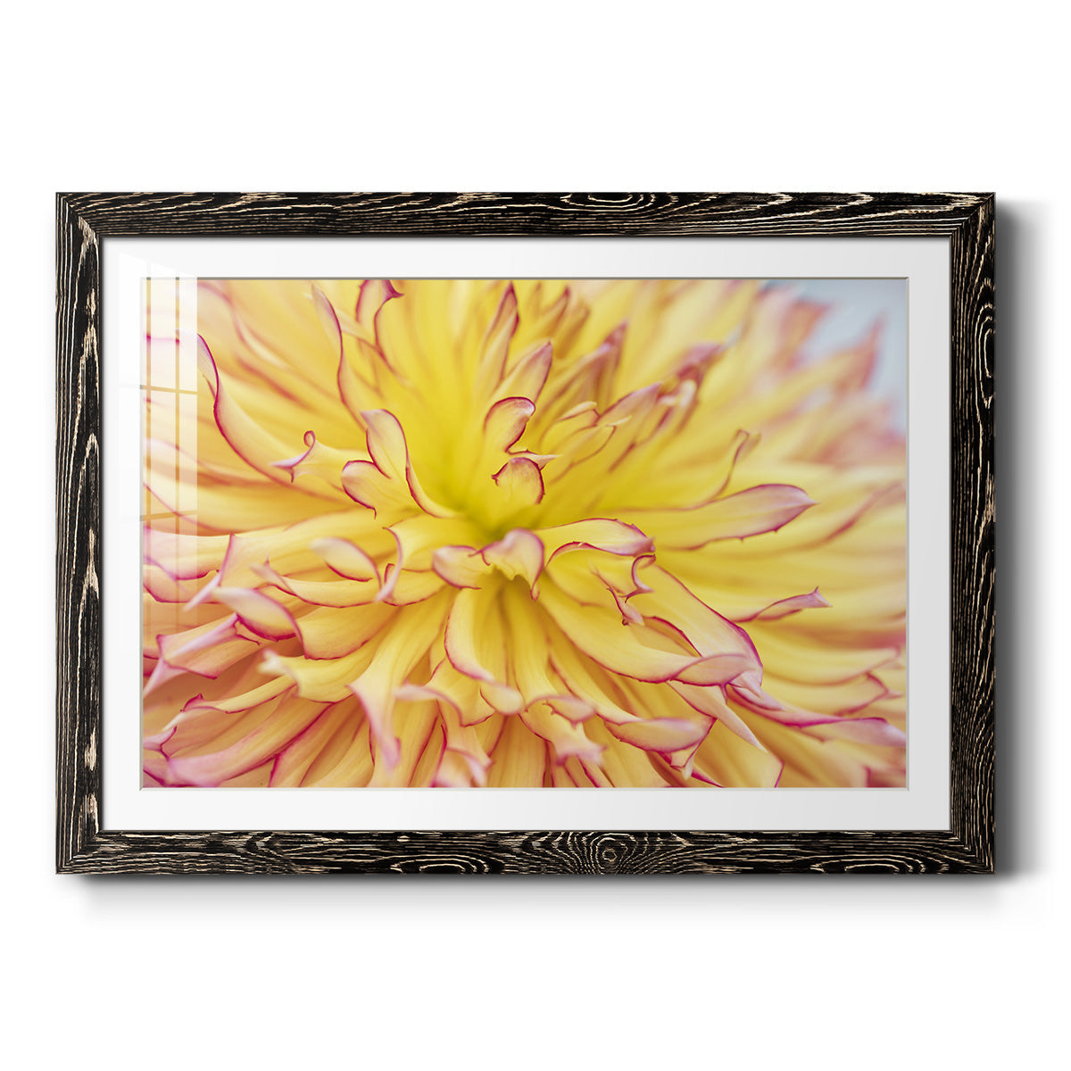 Blooms III - Barnwood Framed Art Print