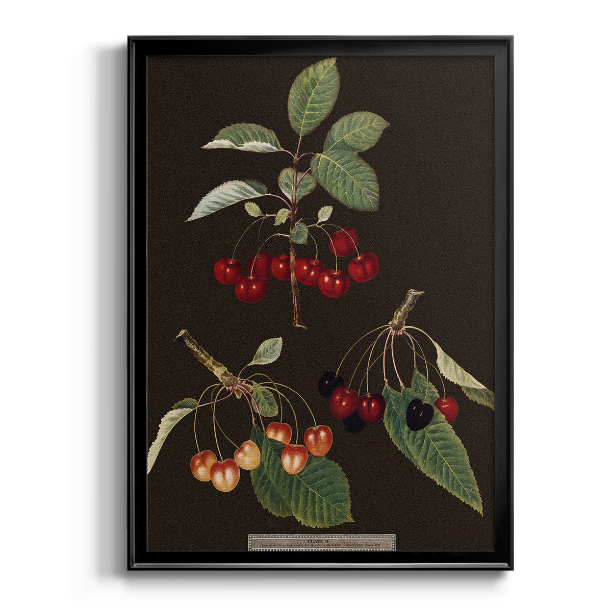 Brookshaw Cherries - Modern Framed Canvas Print