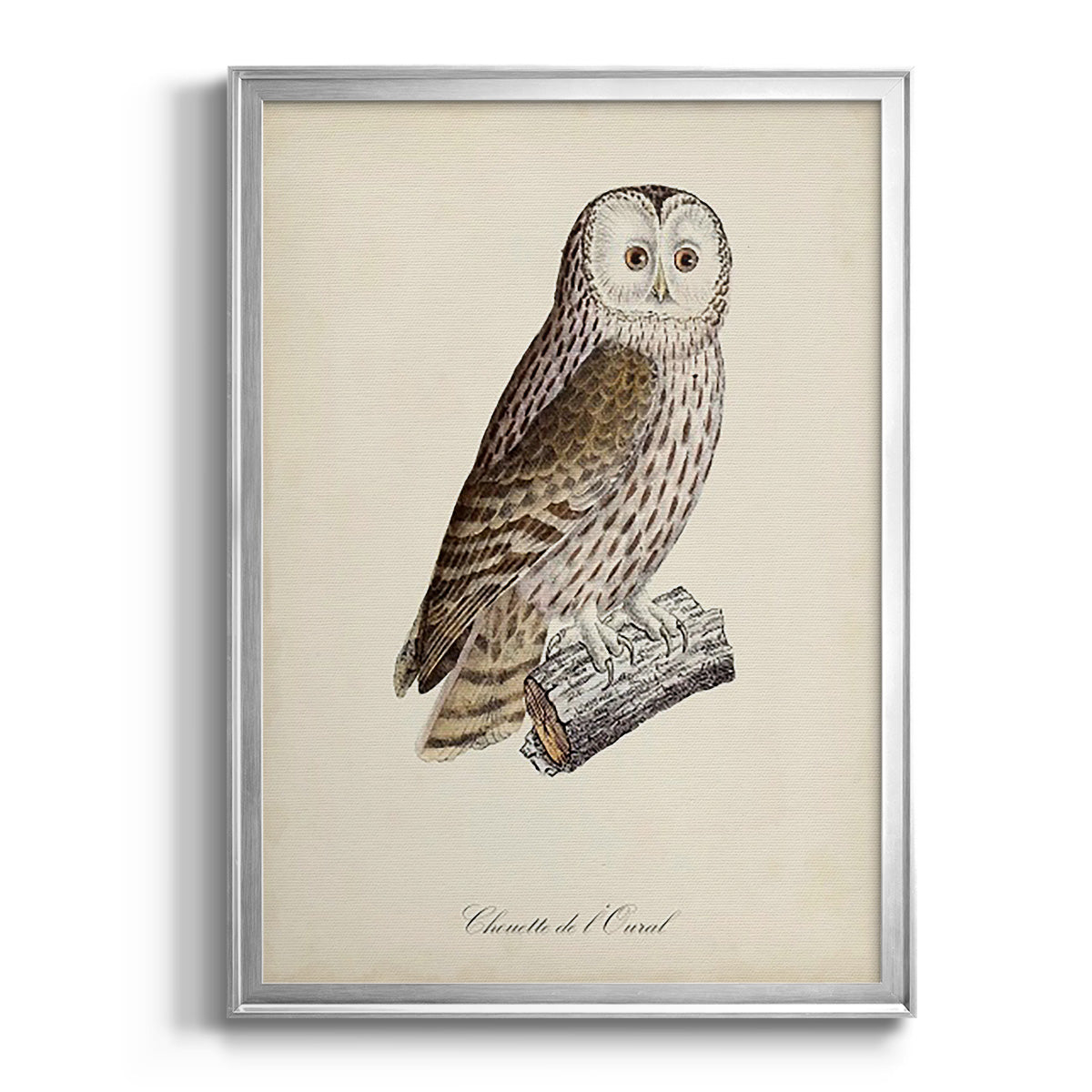 French Owls V - Modern Framed Canvas Print