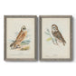 Hawk Owl - Premium Framed Canvas 2 Piece Set - Ready to Hang