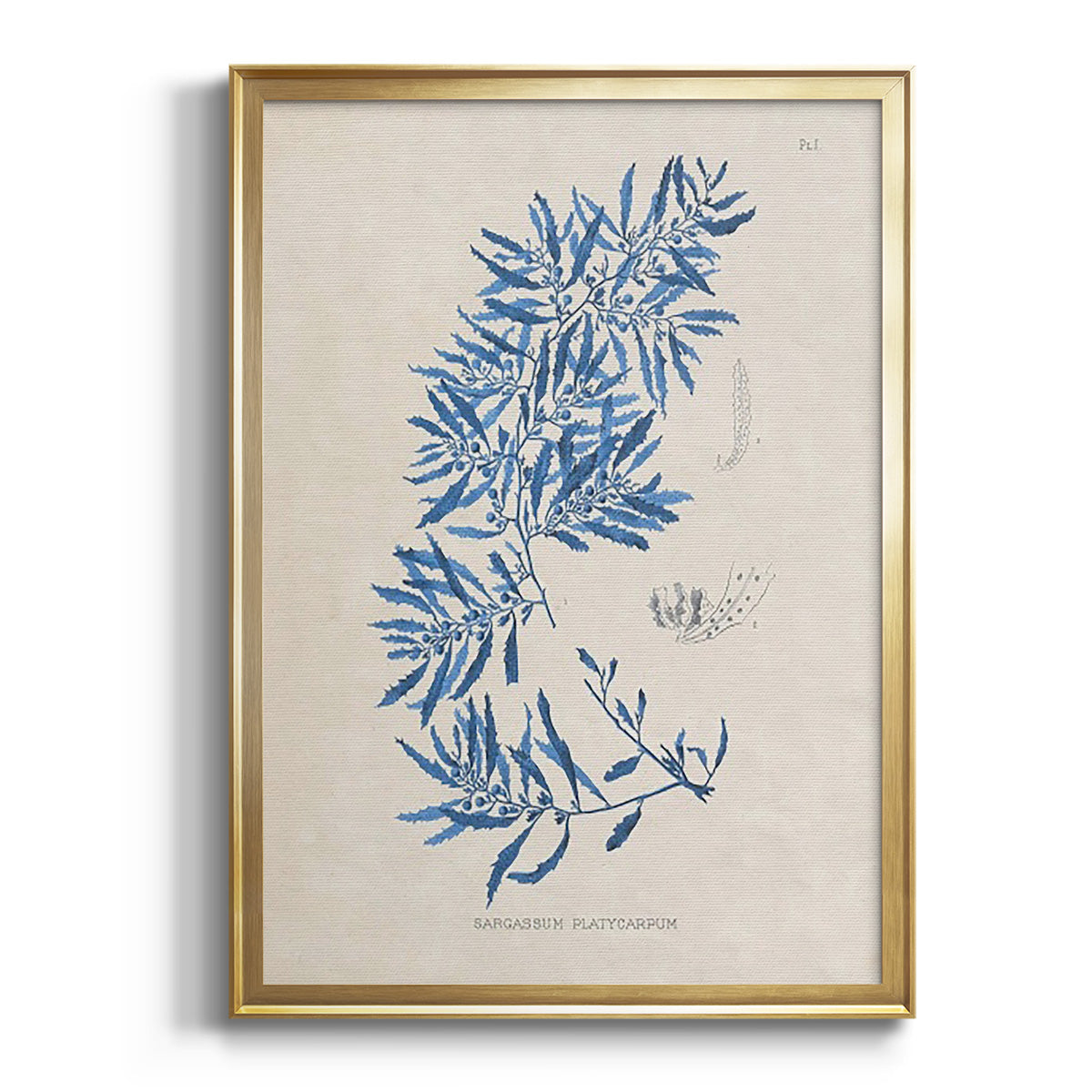 Blue Marine Algae III - Modern Framed Canvas Print