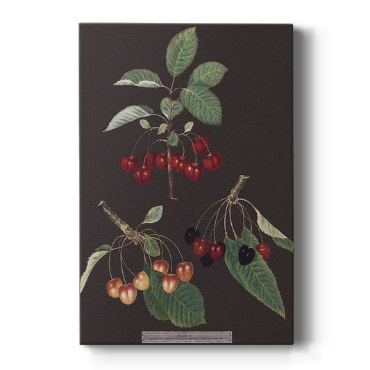 Brookshaw Cherries - Canvas Art Print