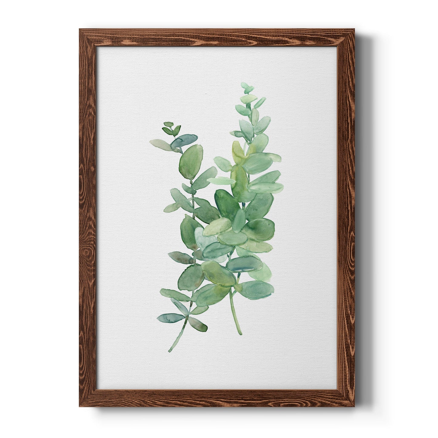 Eucalyptus I - Barnwood Framed Canvas Print