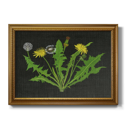 Wild Dandelion I - Ornate Framed Canvas Print