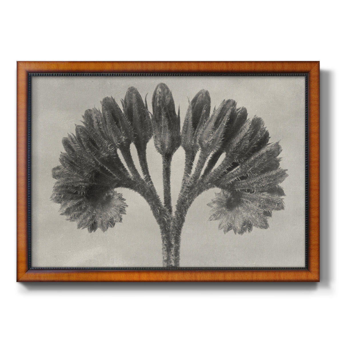 Vintage botanical plant study photograph by Karl Blossfeldt printed on canvas in an ornate vintage burl wood frame.