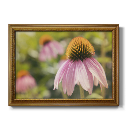 Echinacea Study I Premium Framed Canvas- Ready to Hang