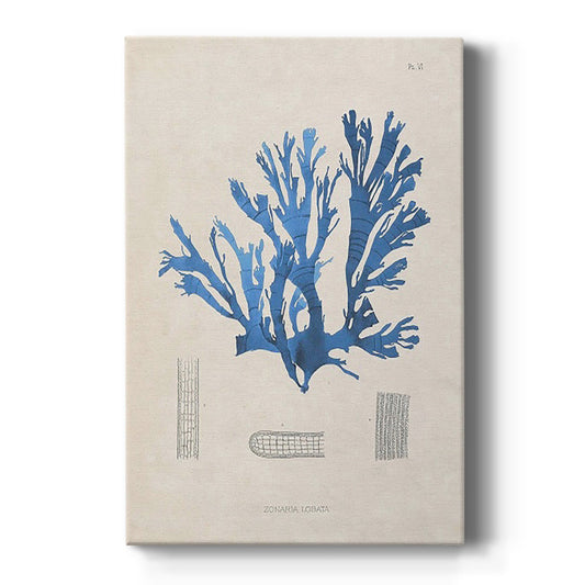 Blue Marine Algae IX - Canvas Art Print