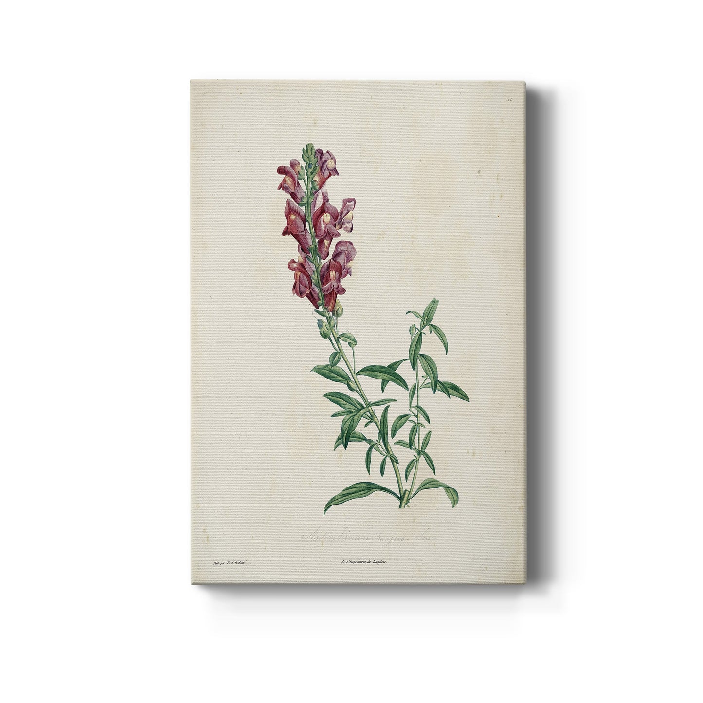 Traditional Botanical I Premium Gallery Wrapped Canvas - Ready to Hang