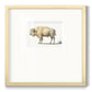 White Buffalo Premium Framed Print Double Matboard