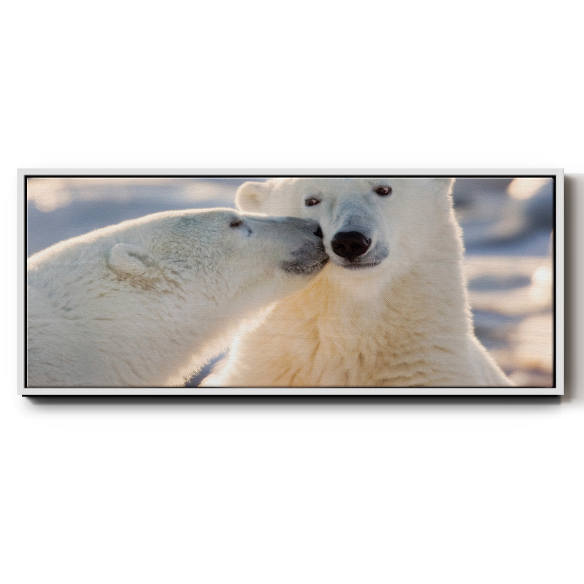 Polar Bear Kiss - Floater Framed Canvas Print