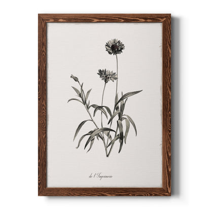 Sketchbook Imperial - Barnwood Framed Canvas Print