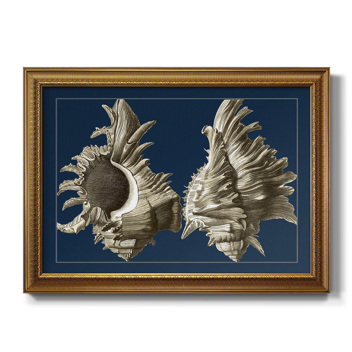 Conch Shells on Navy II Premium Framed Canvas- Ready to Hang