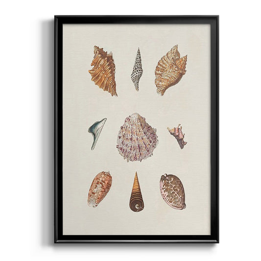 Knorr Shells & Coral VI - Modern Framed Canvas Print