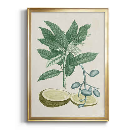 Buchoz Tropicals IV - Modern Framed Canvas Print