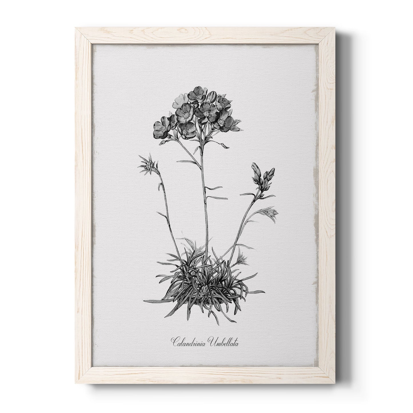 Simply Caladrinia - Premium Canvas Framed in Barnwood - Ready to Hang