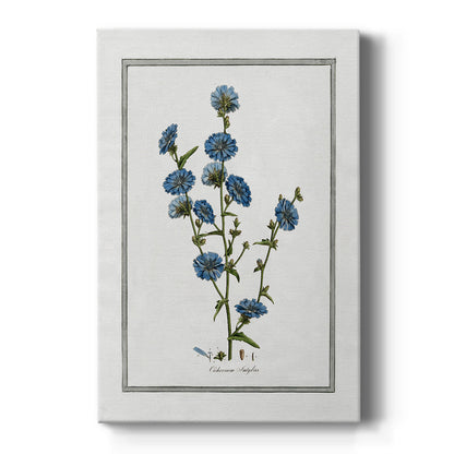 Soft Botanical I - Canvas Art Print