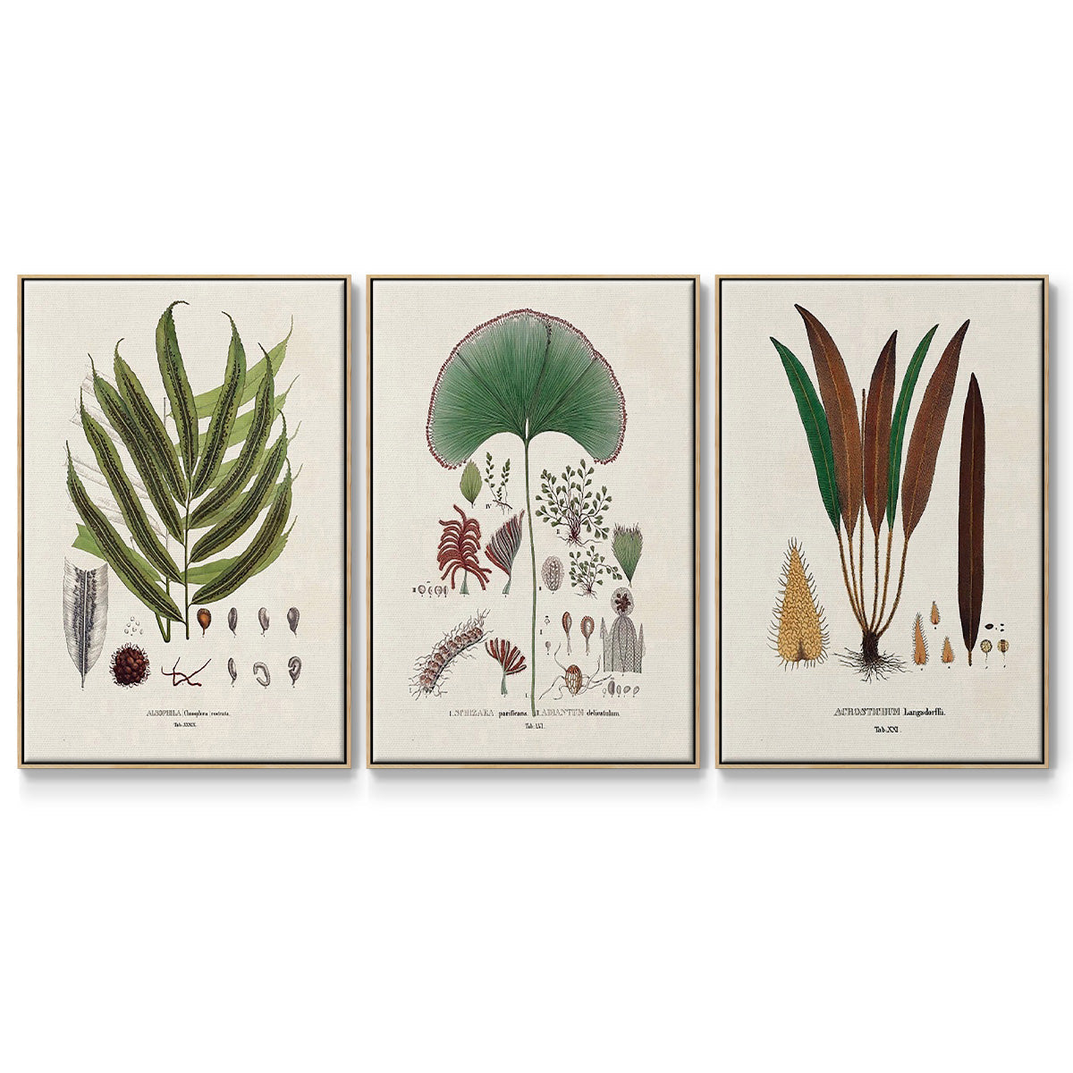 Botanical Society Ferns I - Framed Premium Gallery Wrapped Canvas L Frame 3 Piece Set - Ready to Hang