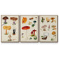 Mushroom Species VI - Floater Framed Canvas Set