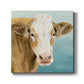 Hereford Stare I-Premium Gallery Wrapped Canvas - Ready to Hang