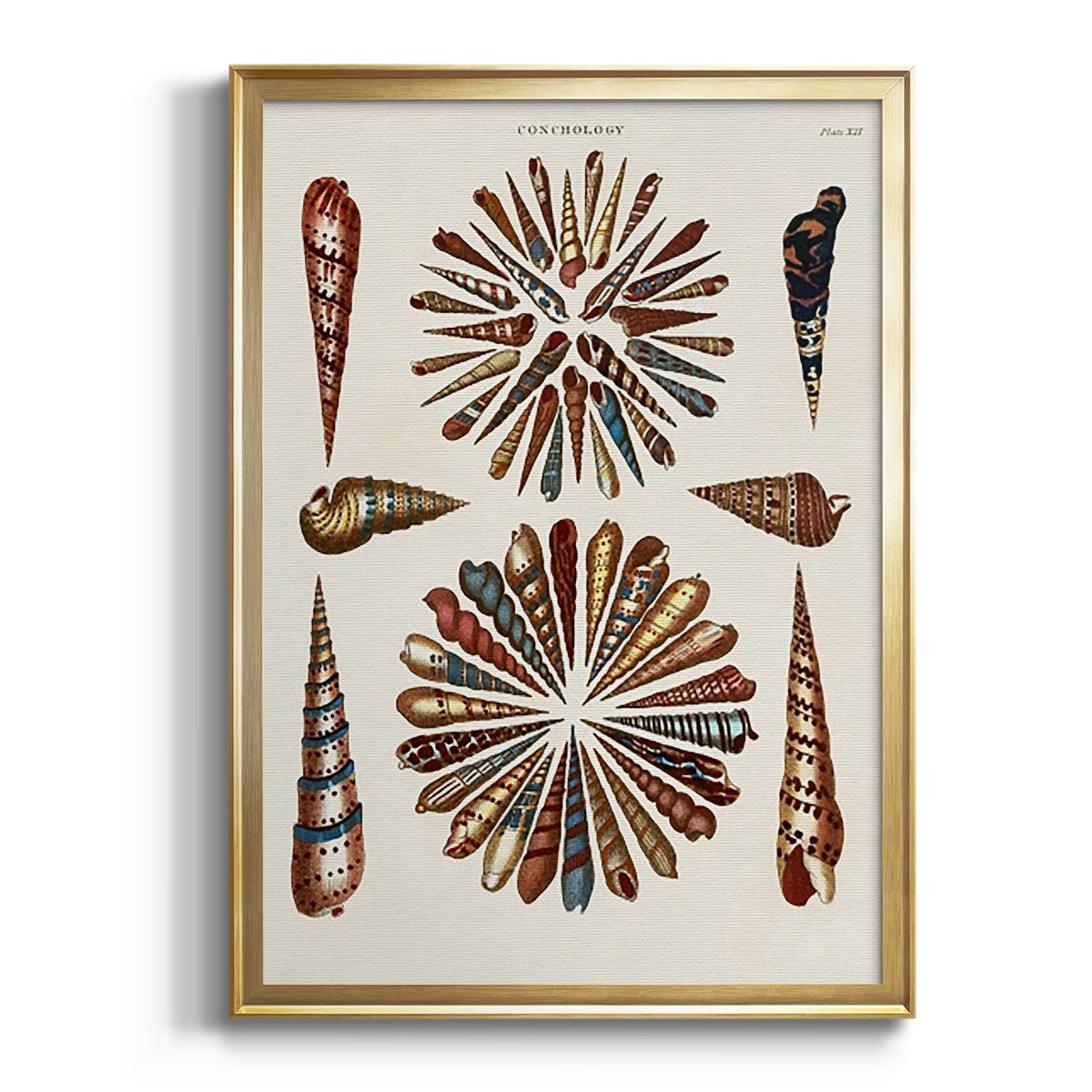 Spiral Shell Formation III - Modern Framed Canvas Print