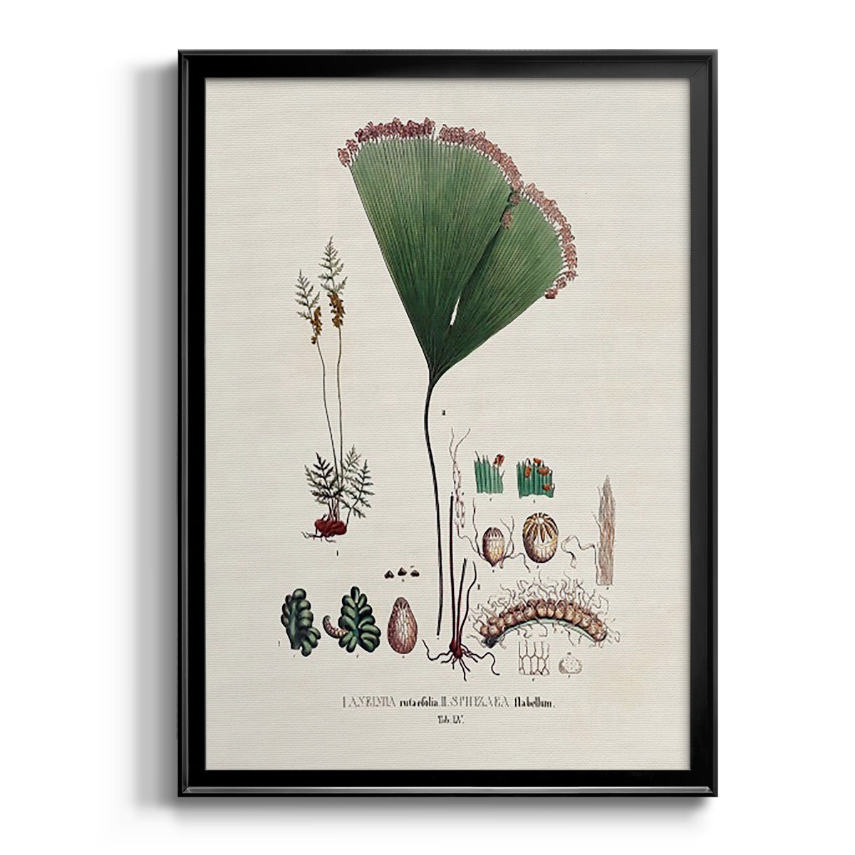 Botanical Society Ferns IX - Modern Framed Canvas Print