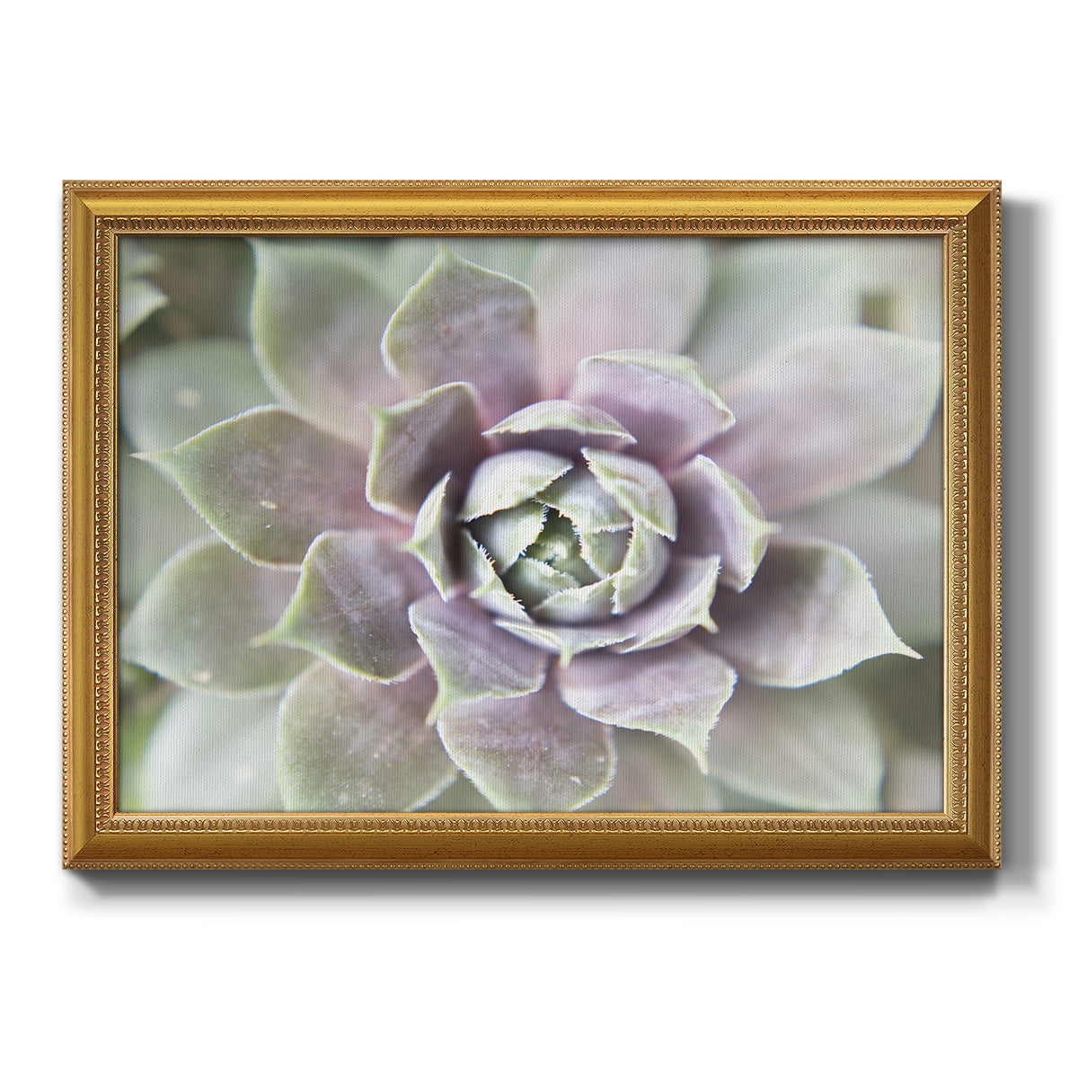 Succulent Glow II - Ornate Framed Canvas Print