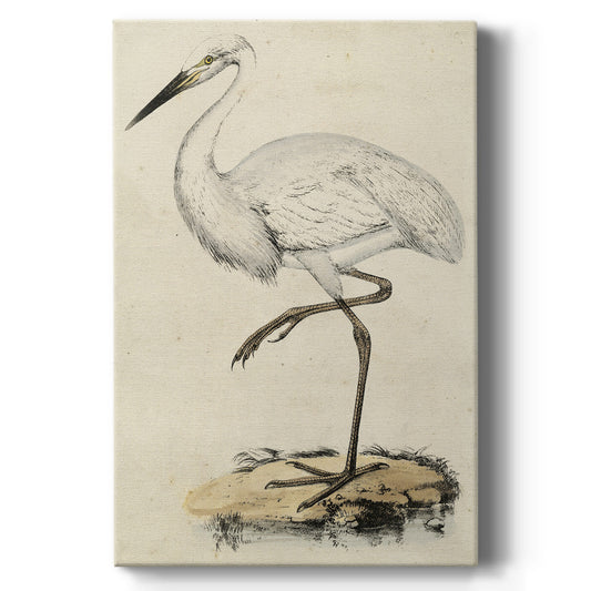 Embellished Antique Heron III (ASH) - Canvas Art Print