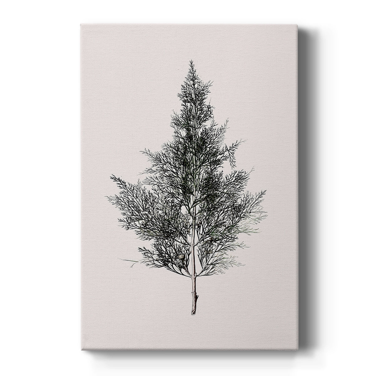 Silver Blessing of Pines - Canvas Art Print