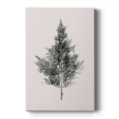 Silver Blessing of Pines - Canvas Art Print