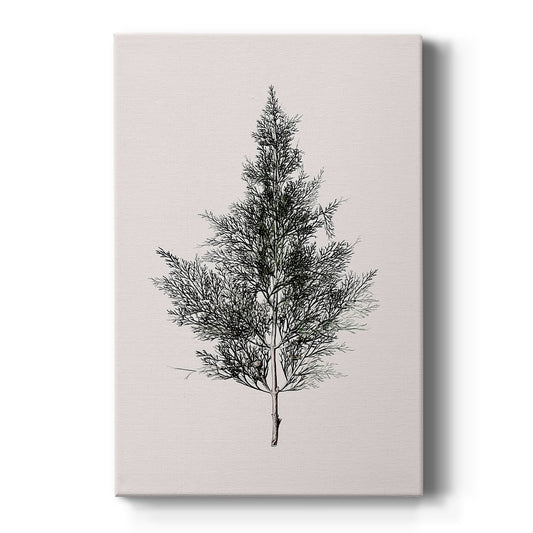 Silver Blessing of Pines - Canvas Art Print
