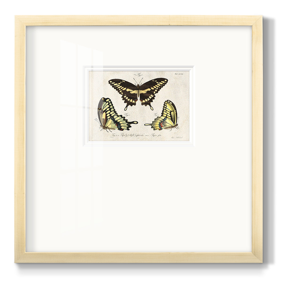Crackled Butterflies I - Double Matboard Framed Print