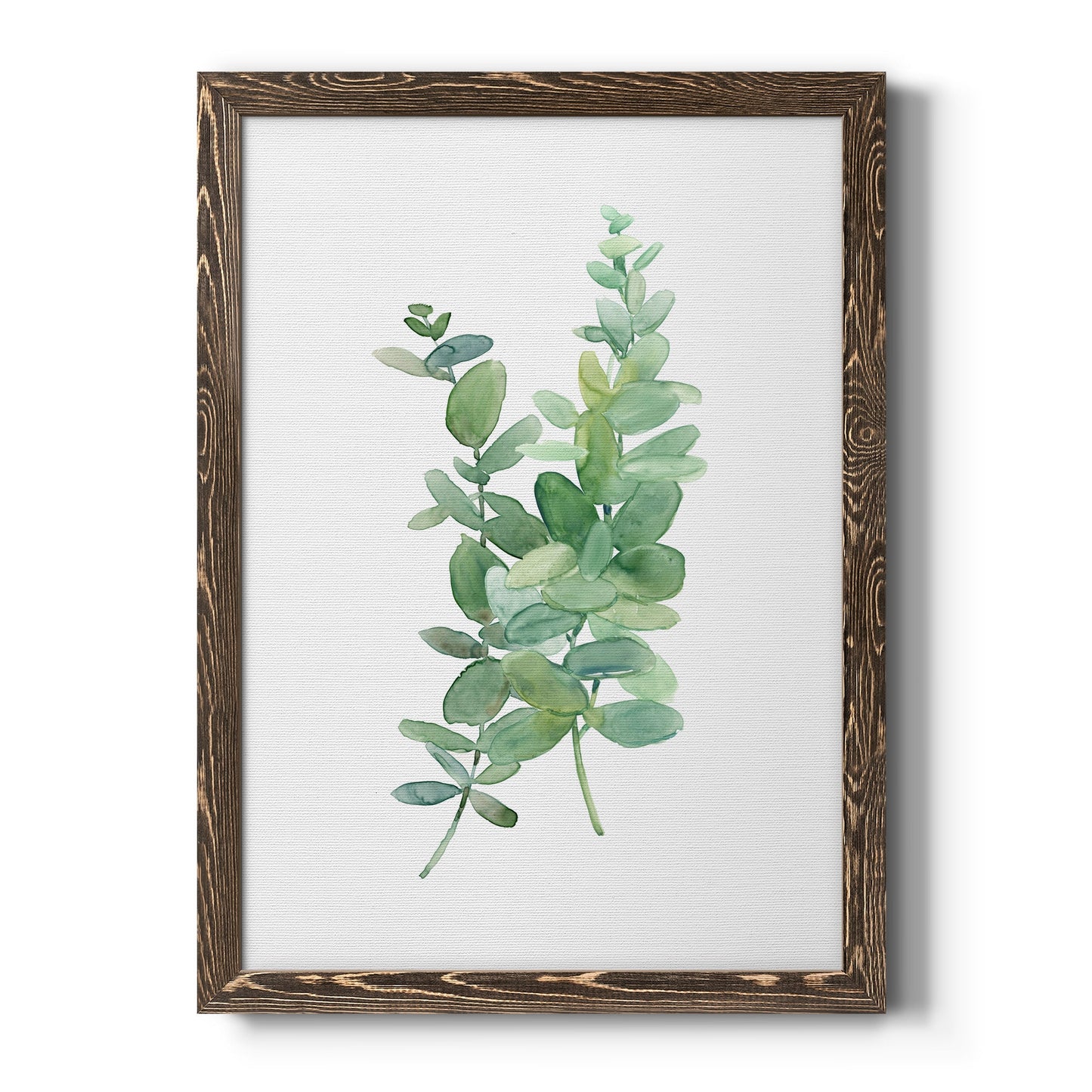 Eucalyptus I - Barnwood Framed Canvas Print