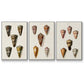 Cone Shell Collection IV - Floater Framed Canvas Set