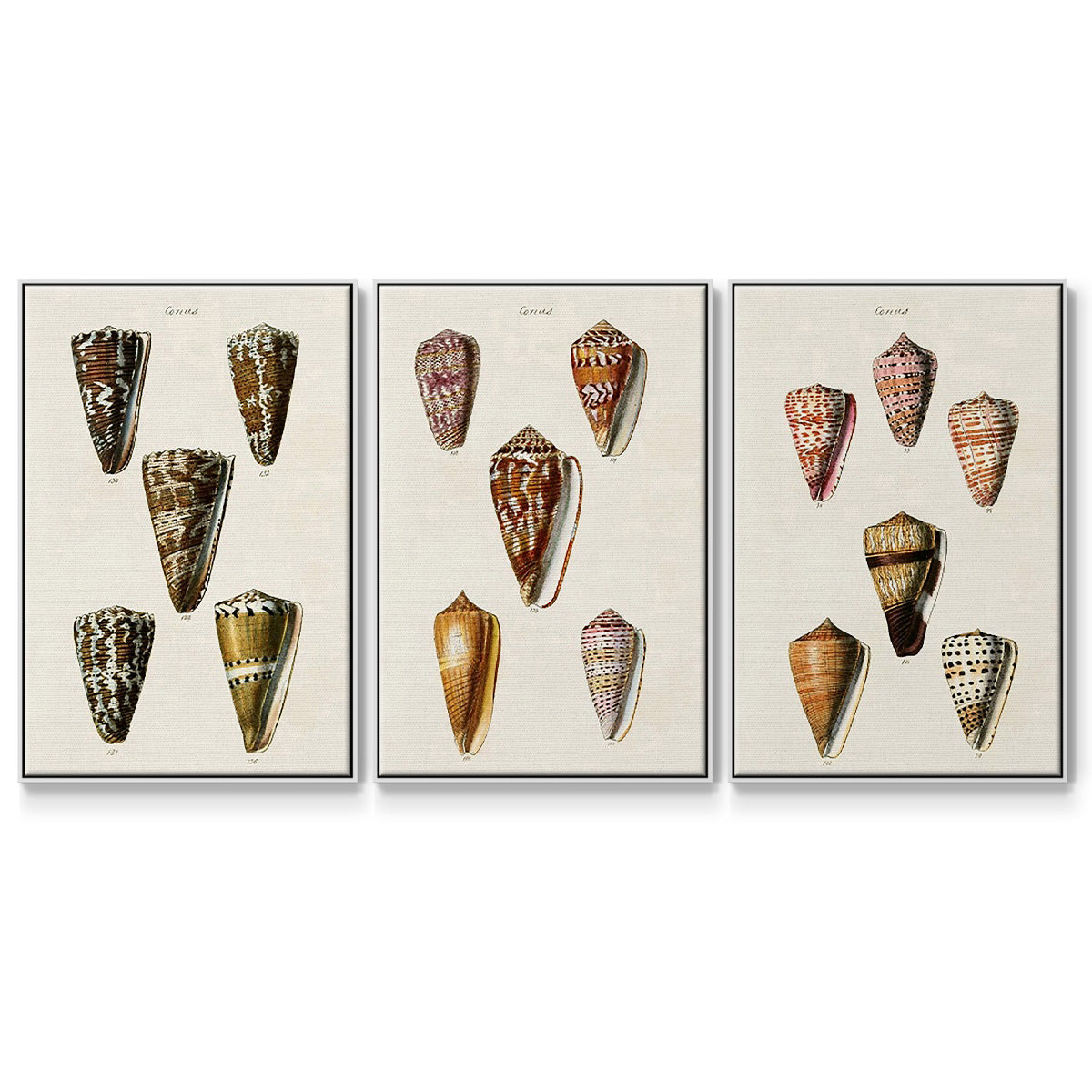 Cone Shell Collection IV - Floater Framed Canvas Set