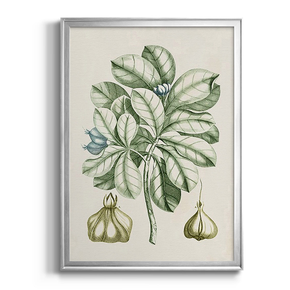 Buchoz Tropicals IX - Modern Framed Canvas Print