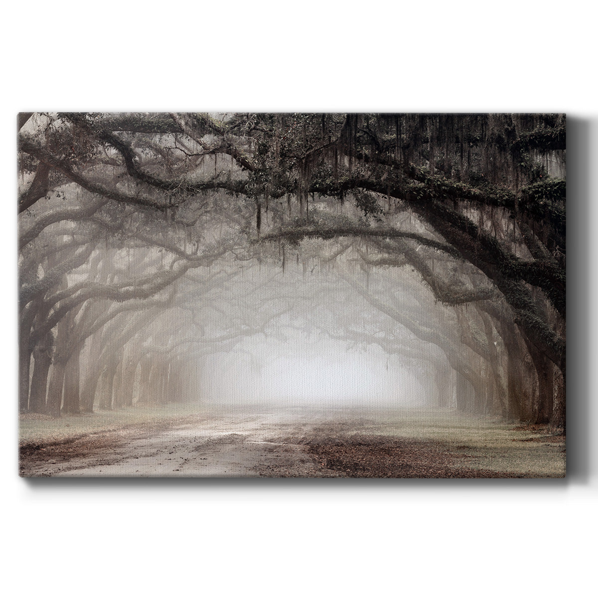 Timeless Plantation Drive Premium Gallery Wrapped Canvas - Ready to Hang