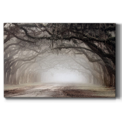 Timeless Plantation Drive - Canvas Art Print