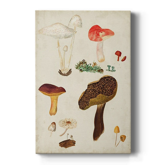 Mushroom Species XI - Canvas Art Print