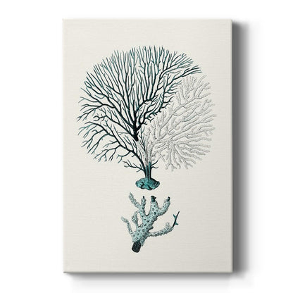 Antique Coastal Coral III - Canvas Art Print